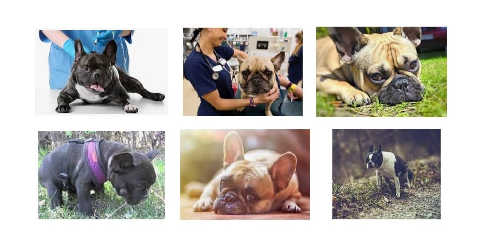 a-guide-to-french-bulldog-health-issues-for-frenchie-owners-and-lovers