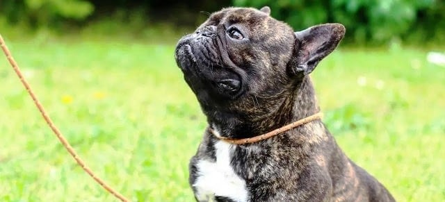 Are French Bulldogs Hard to Train? Discover Tips and Tricks