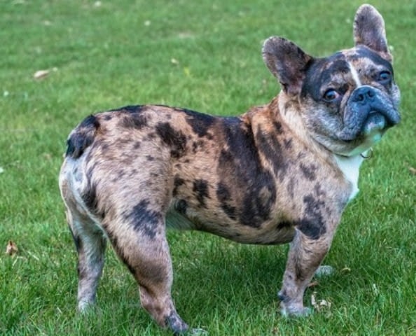Why are Merle Frenchies Bad? Breeding Methods