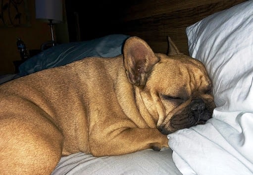 how much do french bulldogs sleep during the day