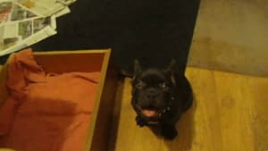 Why Does My French Bulldog Cry At Night How To Help Your Frenchie