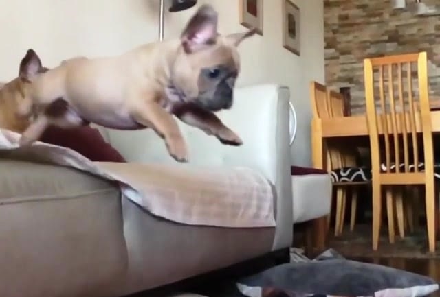 Can French Bulldogs Jump On The Couch without Getting Hurt?