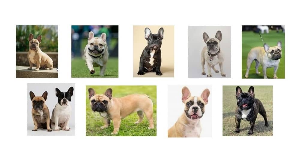 French Bulldogs Facts