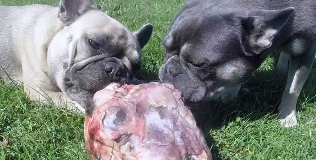 French Bulldog Feeding