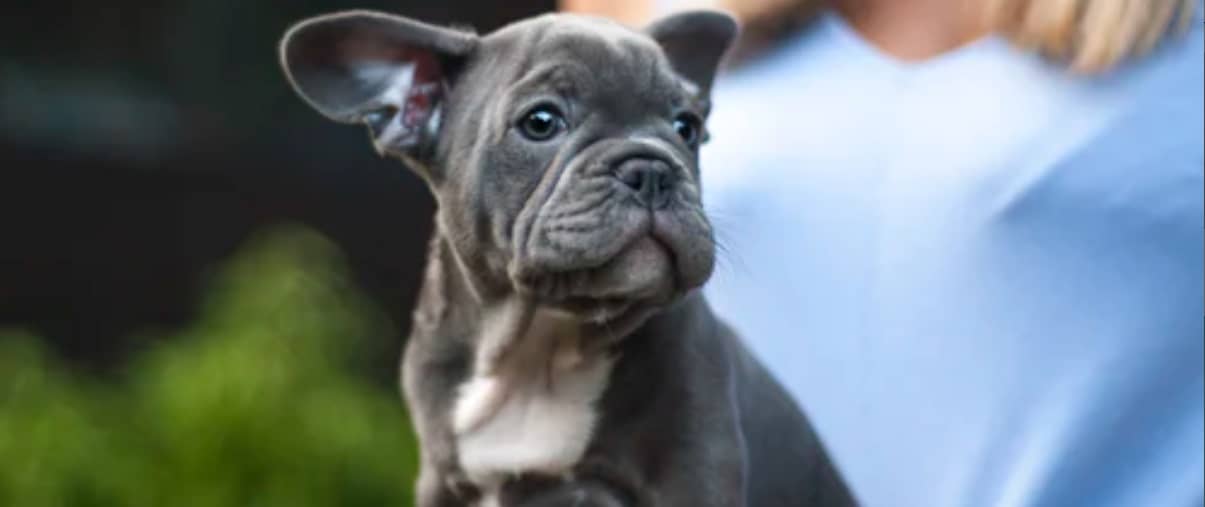 are blue French bulldogs bad