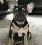 black and tan French bulldog