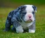 Blue Merle Bulldog price