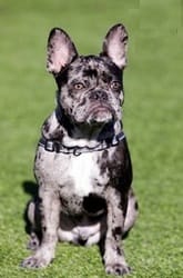 Merlie French Bulldog