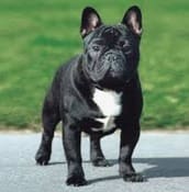 Black French Bulldog