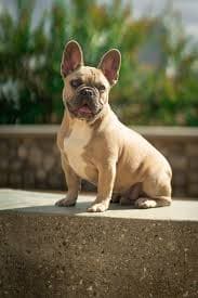 French Bulldog price