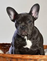 Mini French Bulldog price