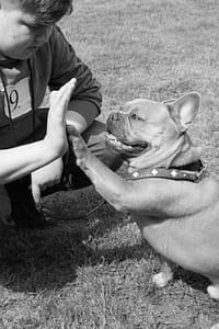 French Bulldog Family with Children