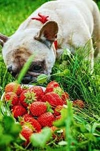 Wet French Bulldog Food