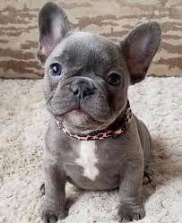 Blue French Bulldog price