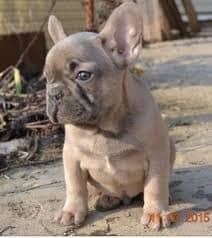 Blue Fawn French Bulldog price