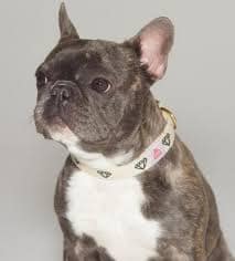 Brindle French bulldog price