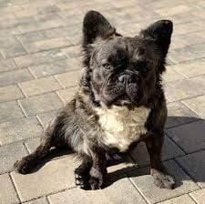 Fluffy French Bulldog price