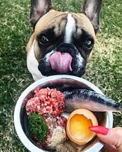 French Bulldog Diet