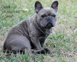 Grey French Bulldog price