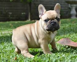 Teacup French Bulldog Price