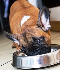 French Bulldog Feeding