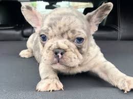 Lilac Merle French Bulldog Price