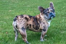 Merle French Bulldog price