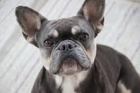 Purebred French Bulldog price