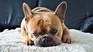 French Bulldog Temperament