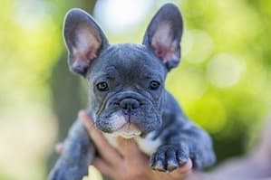 Are Blue French Bulldogs Purebred?