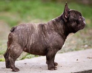 Chocolate Brindle French Bulldog