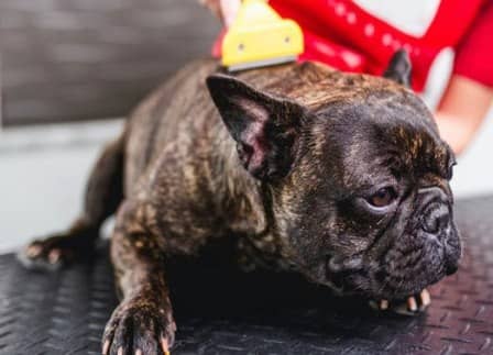 Shedding French Bulldog