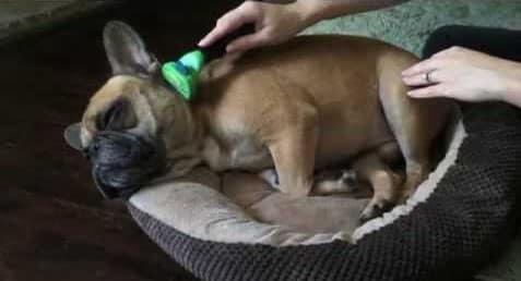 French Bulldog Shedding