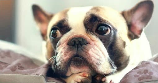 Why Do French Bulldogs Cry So Much