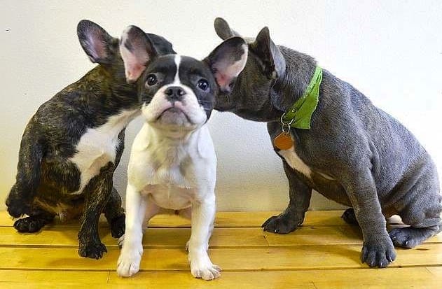 Discover French Bulldog Prices
