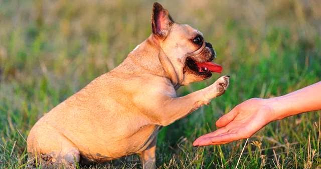 How Do You Discipline a French Bulldog