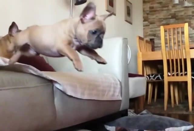 can french bulldogs jump