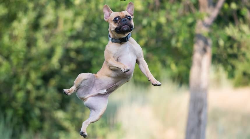 Is Jumping Bad for French Bulldogs