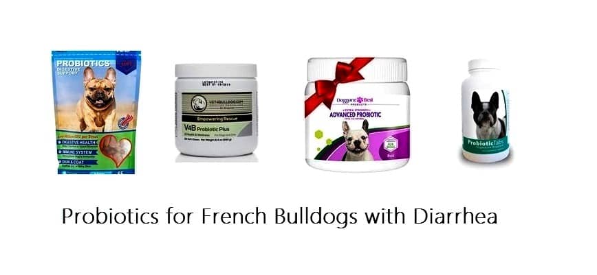 Probiotics for French Bulldogs with Diarrhea
