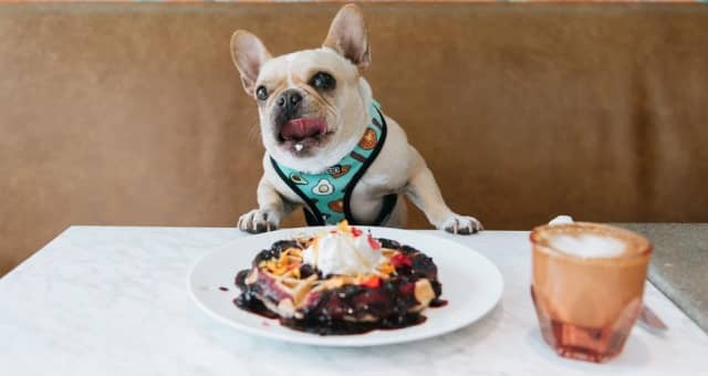 what-foods-are-bad-for-french-bulldogs-doggifts